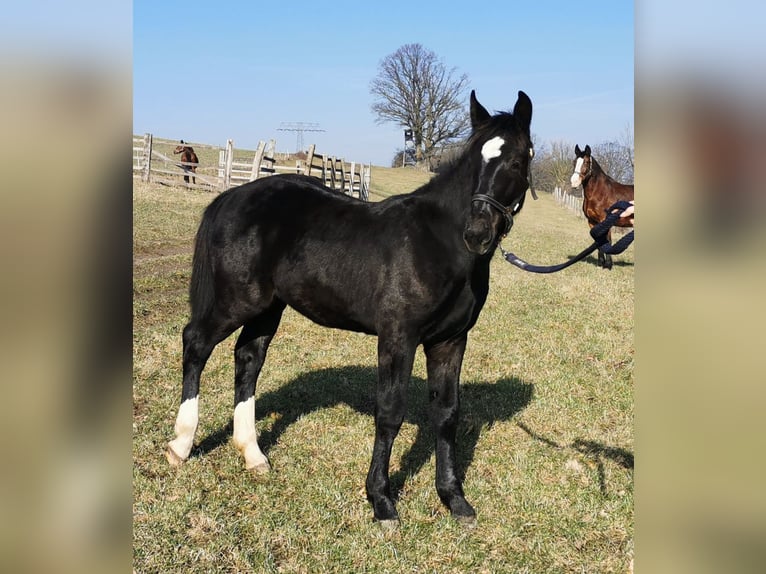 Heavy Warmblood Stallion 1 year Black in Wutha-Farnroda