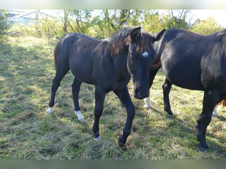 Heavy Warmblood Stallion 1 year Black in Geisa