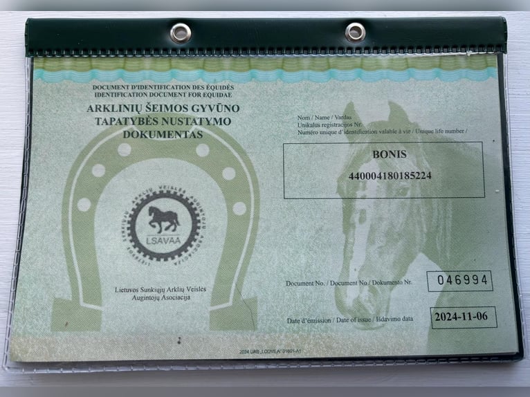 Heavy Warmblood Stallion 1 year Black in &#x160;akiai