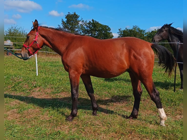 Heavy Warmblood Stallion 1 year Brown in Frankenberg (Eder)