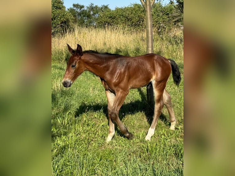 Heavy Warmblood Stallion 1 year Brown in Gotha