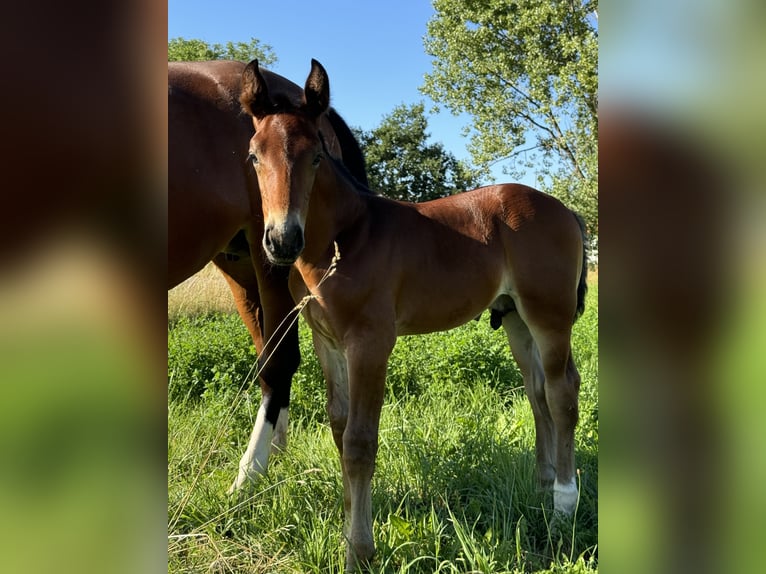 Heavy Warmblood Stallion 1 year Brown in Gotha