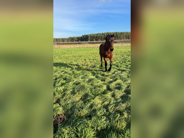 Heavy Warmblood Mix Stallion 1 year Brown in Wusterwitz
