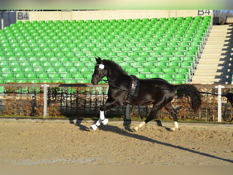 Heavy Warmblood Stallion 2 years 15,2 hh Black in Hermsdorf