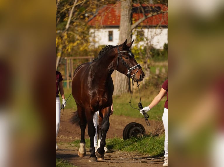 Heavy Warmblood Stallion 2 years 15,3 hh Brown in Hermsdorf