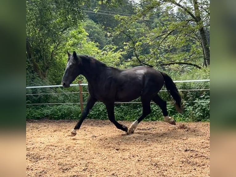 Heavy Warmblood Stallion 2 years 16 hh Black in Fridingen