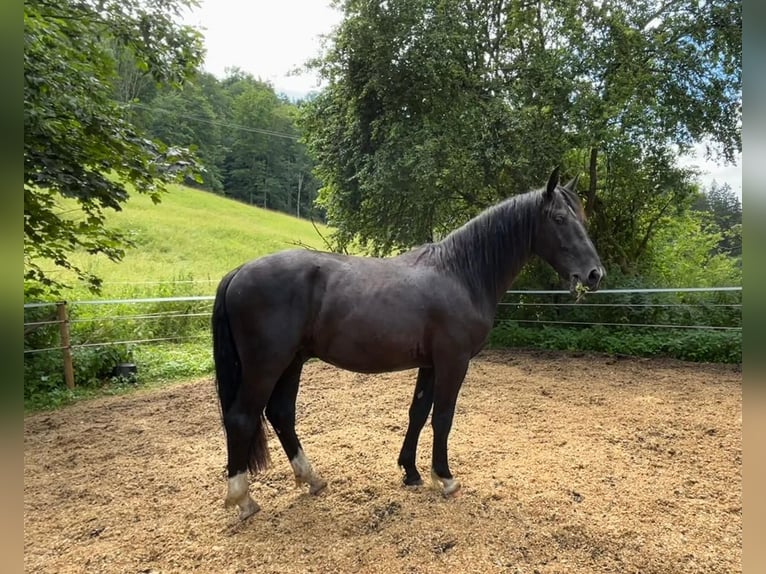 Heavy Warmblood Stallion 2 years 16 hh Black in Fridingen