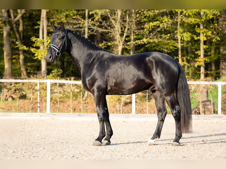 Heavy Warmblood Stallion 2 years Smoky-Black in Moritzburg