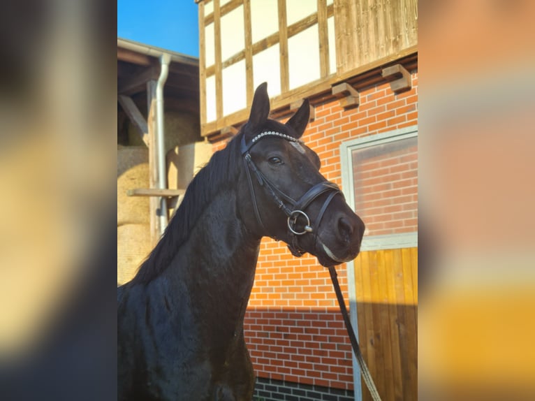 Heavy Warmblood Stallion 3 years 15,2 hh Black in Hermsdorf