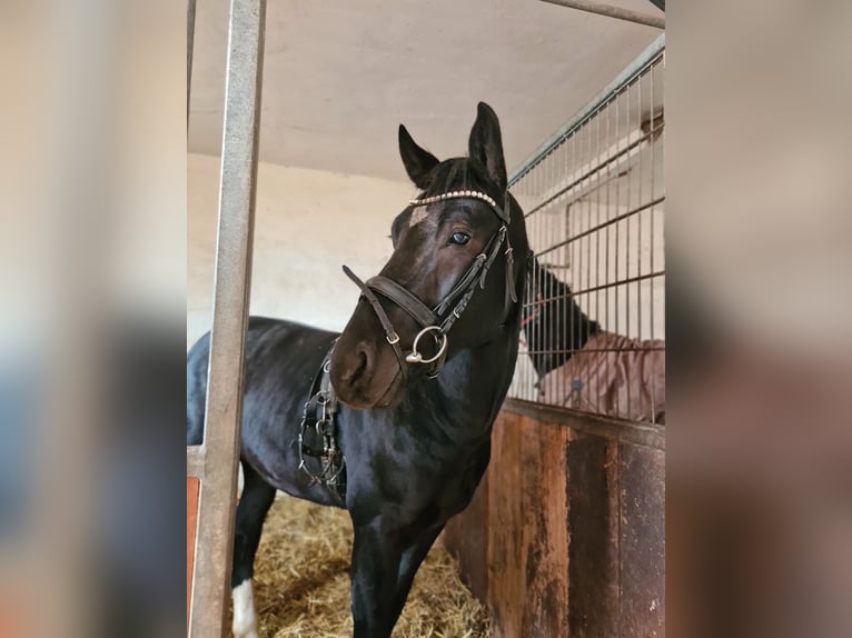 Heavy Warmblood Stallion 3 years 15,2 hh Black in Hermsdorf