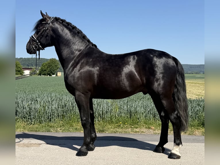 Heavy Warmblood Stallion 4 years 16.1 hh Black in Riedlingen
