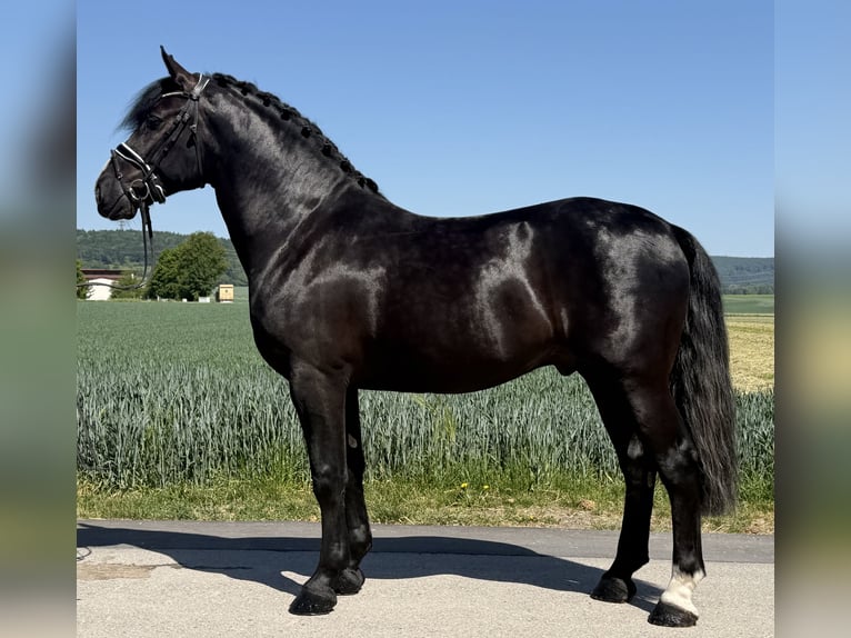 Heavy Warmblood Stallion 4 years 16.1 hh Black in Riedlingen