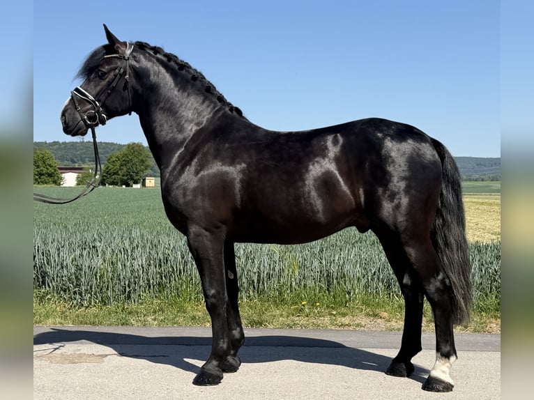 Heavy Warmblood Stallion 4 years 16.1 hh Black in Riedlingen