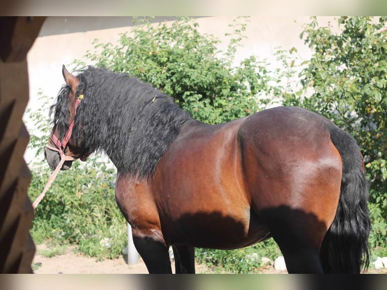 Heavy Warmblood Stallion 5 years 17 hh Bay in Budapest