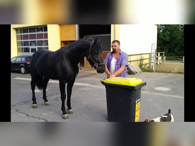 Heavy Warmblood Stallion 6 years 16 hh Black in Kamenz