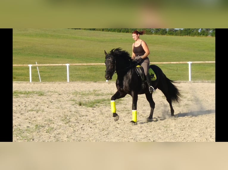 Heavy Warmblood Stallion 6 years 16 hh Black in Kamenz