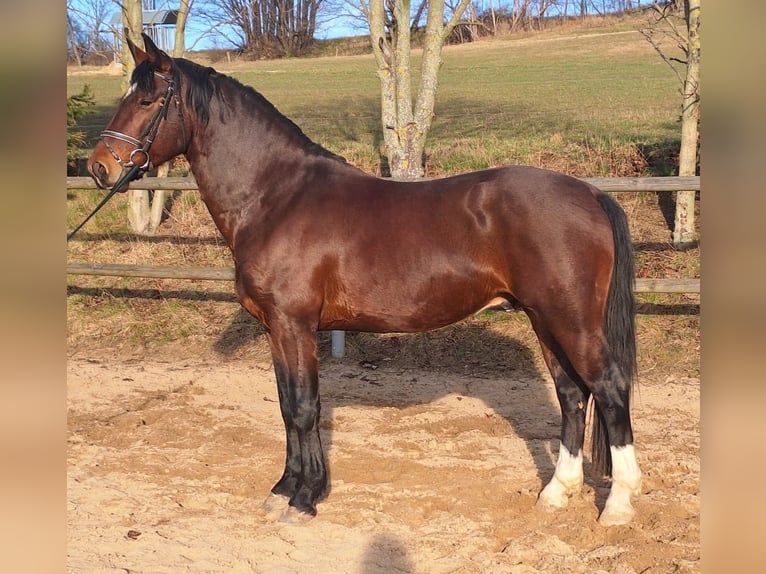 Heavy Warmblood Stallion 6 years 16 hh Brown in Altenberg