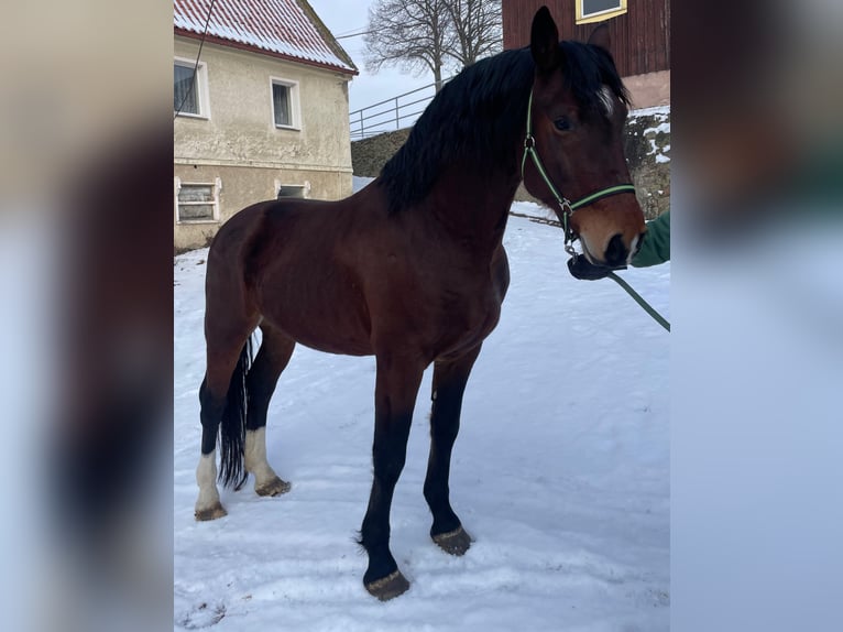 Heavy Warmblood Stallion 6 years 16 hh Brown in Altenberg