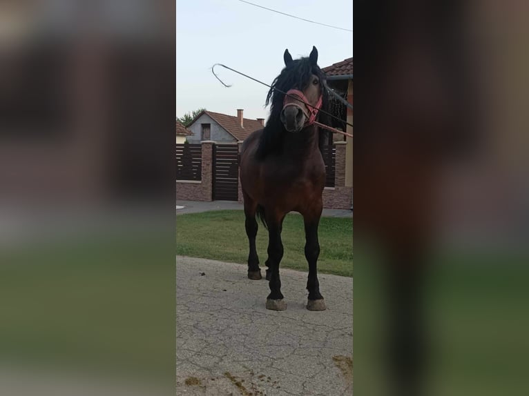 Heavy Warmblood Stallion 6 years 17 hh Bay in Budapest