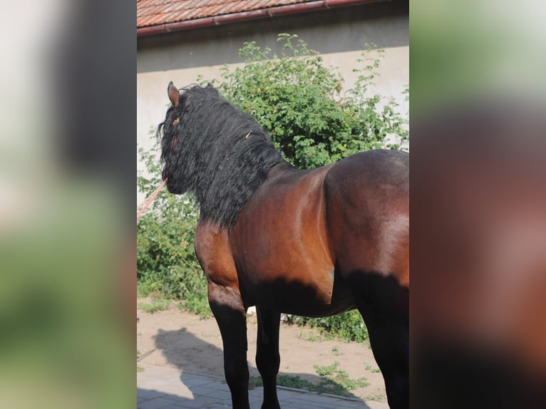 Heavy Warmblood Stallion 6 years 17 hh Bay in Budapest