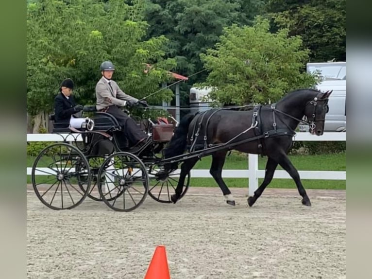 Heavy Warmblood Stallion 7 years 16.1 hh Bay-Dark in Lubomierz