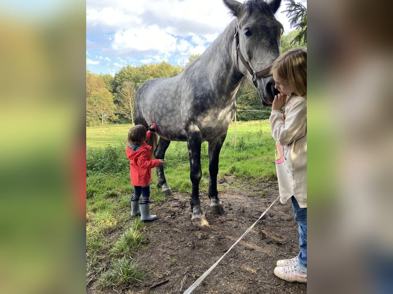 Heavy Warmblood Stallion 8 years 15,2 hh Gray-Dapple in Teuchern