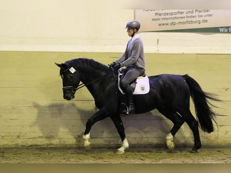 Heavy Warmblood Stallion 9 years 16 hh Black in Schaafheim