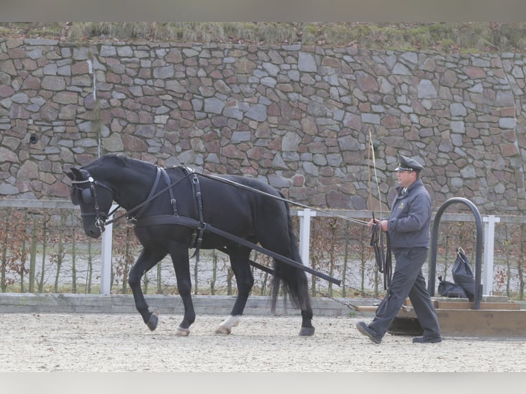 Heavy Warmblood Stallion Black in Adelheidsdorf