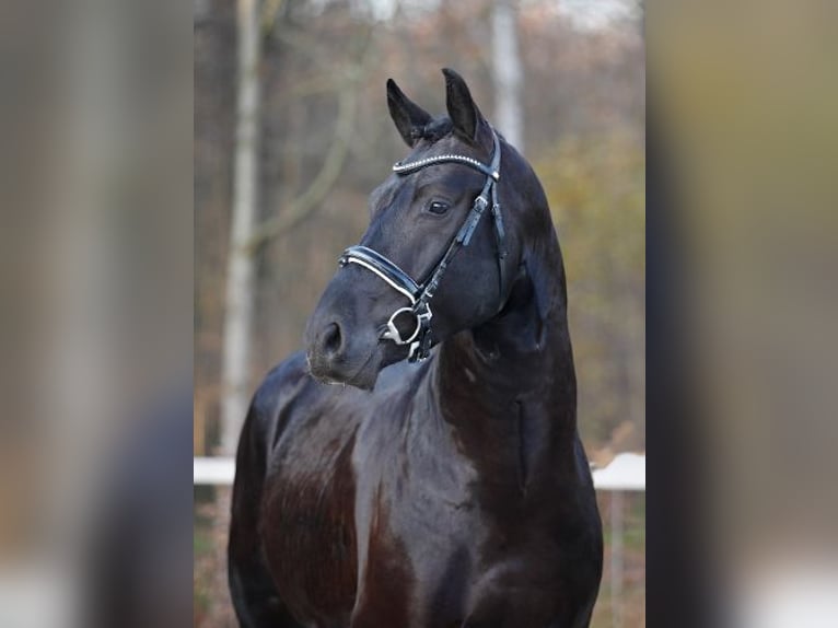 Heavy Warmblood Stallion Black in Adelheidsdorf