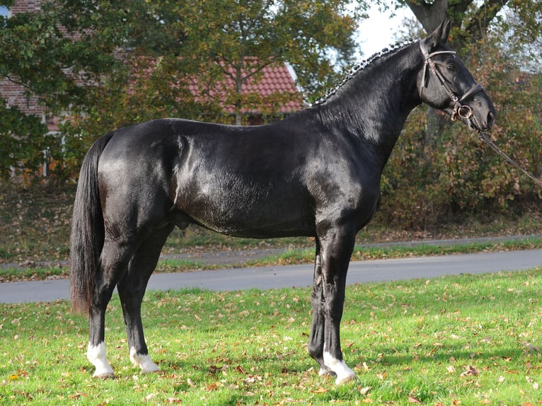 Heavy Warmblood Stallion Black in Celle