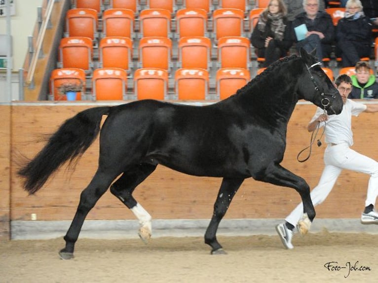 Heavy Warmblood Stallion Black in Nordhorn
