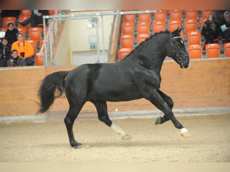 Heavy Warmblood Stallion Black in Nordhorn