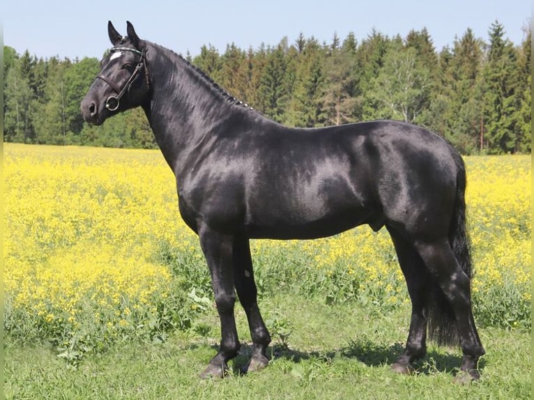 Heavy Warmblood Stallion Black in Bernstadt auf dem Eigen