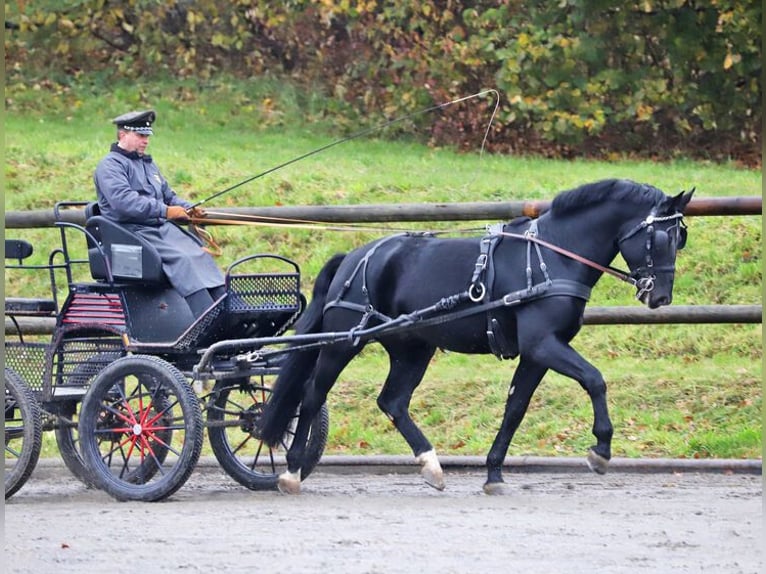 Heavy Warmblood Stallion Black in Erlau