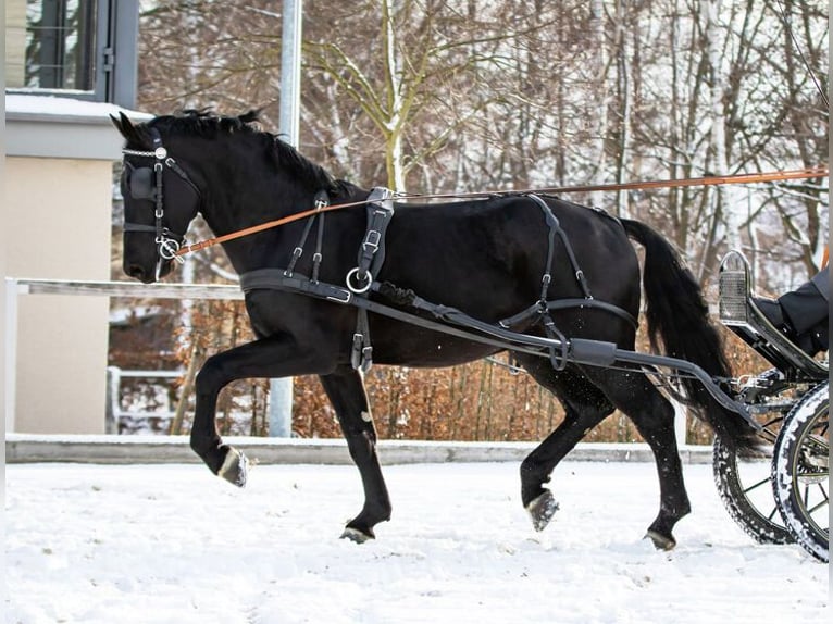 Heavy Warmblood Stallion Black in Lengenfeld