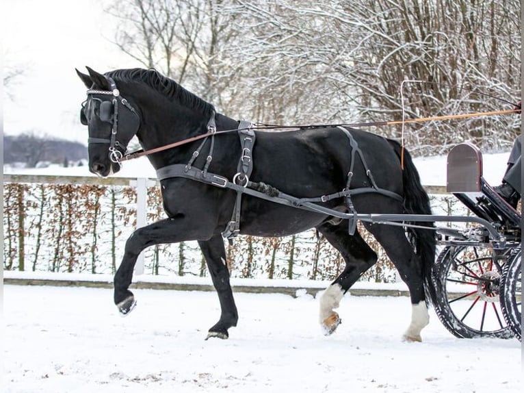 Heavy Warmblood Stallion Black in Mohlsdorf