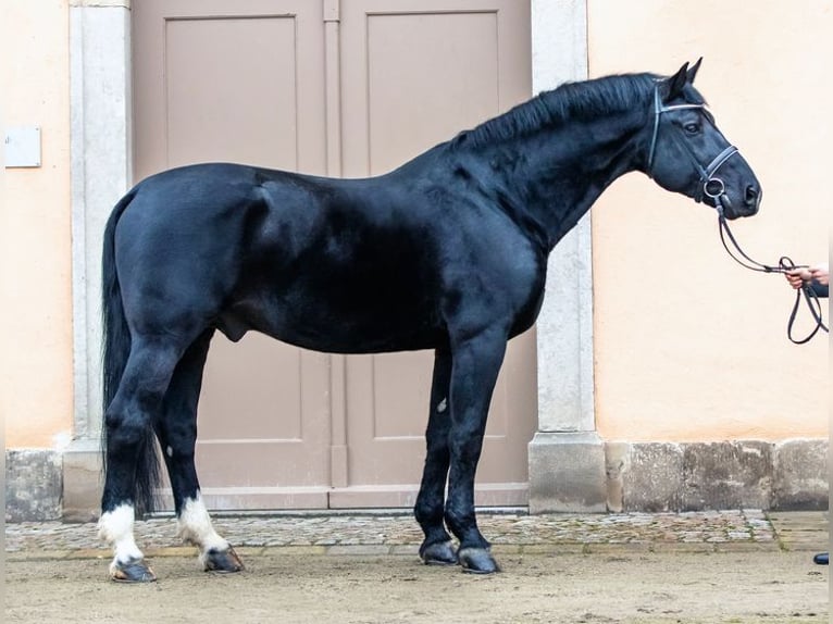 Heavy Warmblood Stallion Black in Nossen
