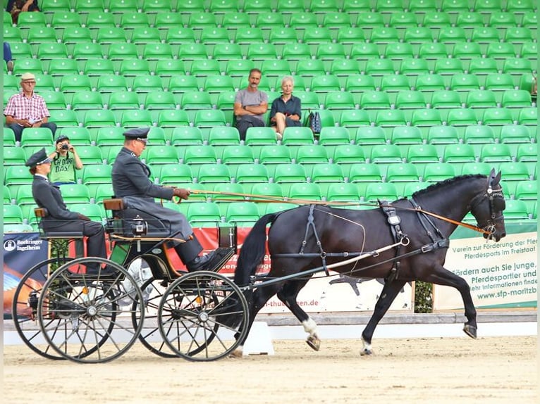 Heavy Warmblood Stallion Black in Torgau