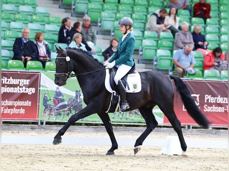 Heavy Warmblood Stallion Black in Wilsdruff