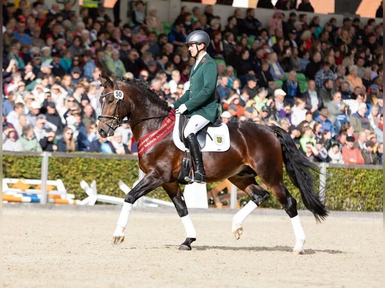 Heavy Warmblood Stallion Brown in Mihla