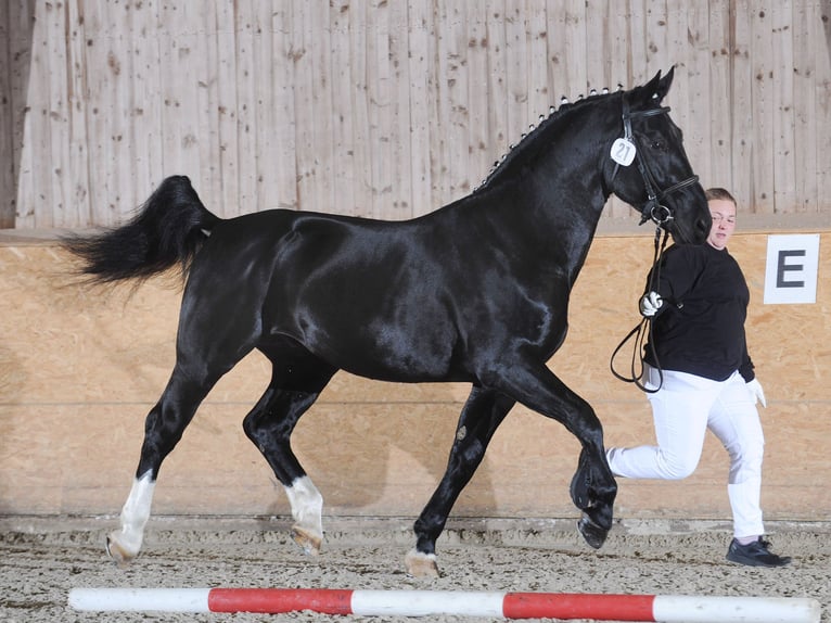 Heavy Warmblood Stallion in Adelheidsdorf