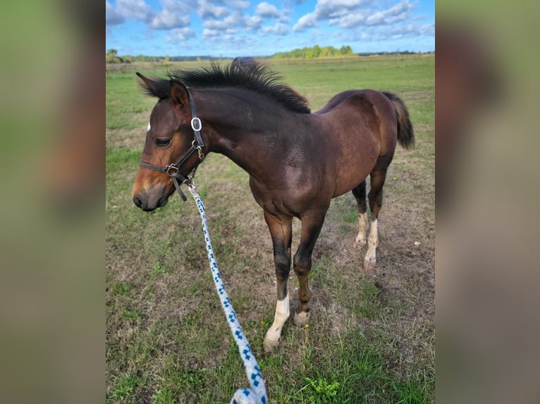 Heavy Warmblood Stallion Foal (06/2024) 15,2 hh Brown in Groß Kreutz