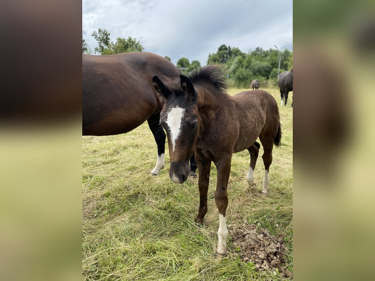 Heavy Warmblood Stallion Foal (04/2024) 16 hh Black in Ascheberg