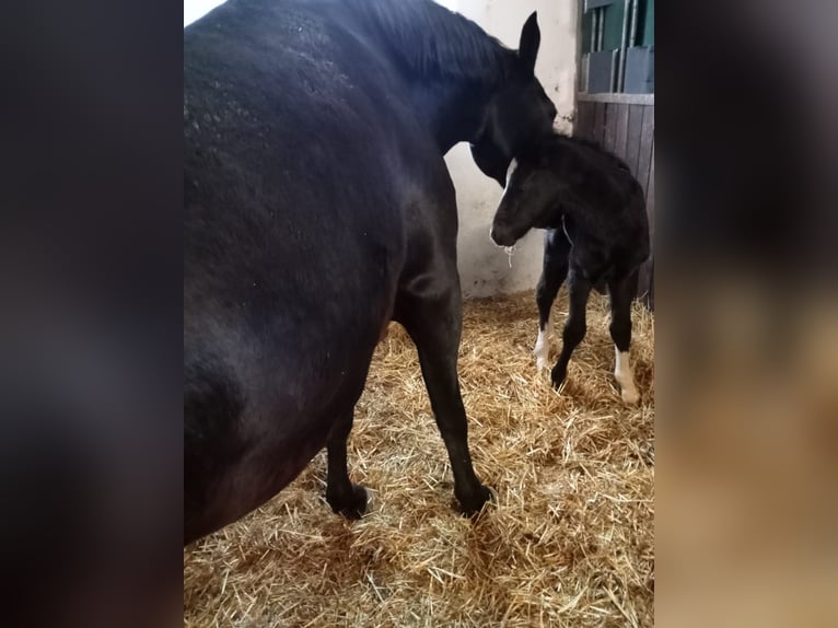 Heavy Warmblood Stallion Foal (04/2024) 16 hh Black in Ascheberg