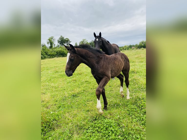 Heavy Warmblood Stallion Foal (04/2024) 16 hh Black in Ascheberg