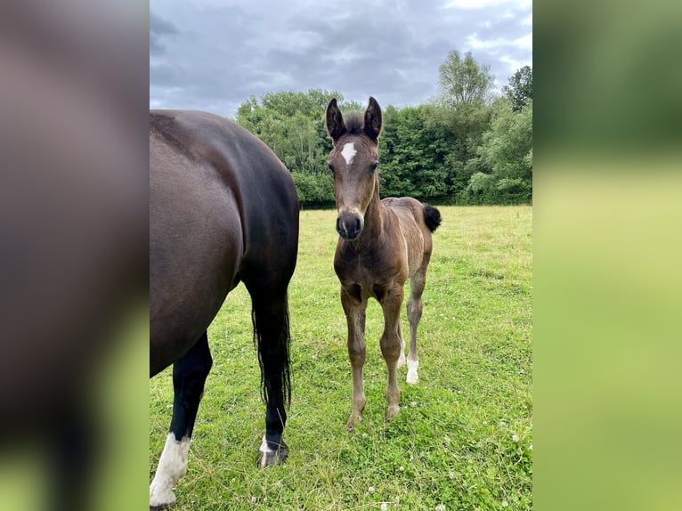 Heavy Warmblood Stallion Foal (04/2024) 16 hh Black in Ascheberg