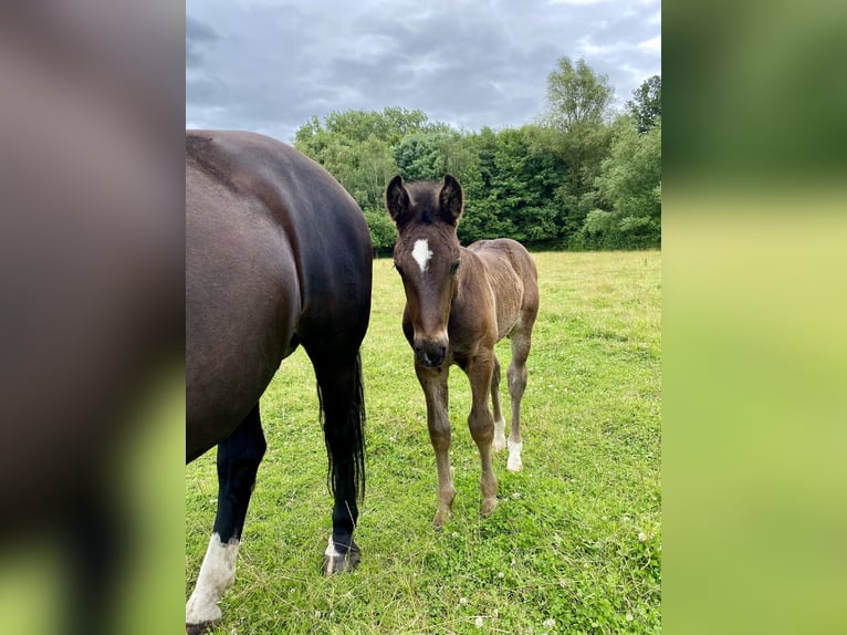 Heavy Warmblood Stallion Foal (04/2024) 16 hh Black in Ascheberg