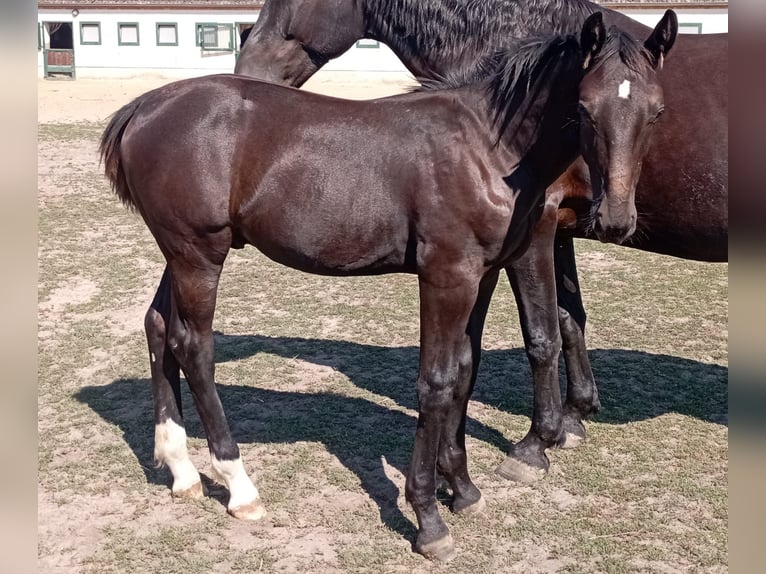 Heavy Warmblood Stallion Foal (03/2026) 16 hh Black in Steinreich