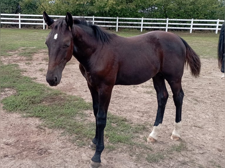 Heavy Warmblood Stallion Foal (03/2026) 16 hh Black in Steinreich