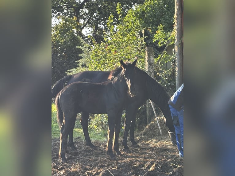 Heavy Warmblood Stallion Foal (02/2025) 16,1 hh Black in Quedlinburg